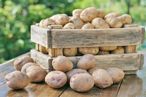 Breeding Better Potatoes for Better Potato Chips - AgNet West