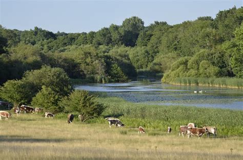 Knepp Wildland | Rewilding Europe