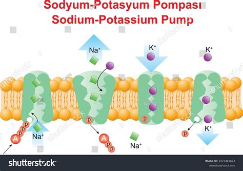 Sodium-potassium Pump Sodium Potassium Relationship Stock Vector (Royalty Free) 2227461623 ...