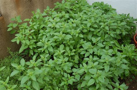 Garden To Table: Luscious Lemon Basil — Native Nurseries