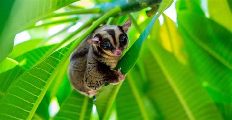 Sugar Glider Lifespan: How Long Do Sugar Gliders Live? - A-Z Animals