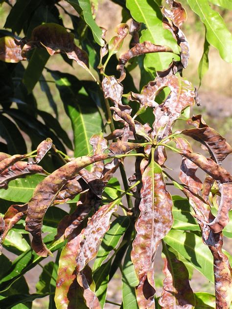 Mango | Diseases and Pests, Description, Uses, Propagation