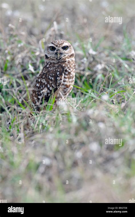 a burrowing owl standing guard at the nest entrance Stock Photo - Alamy