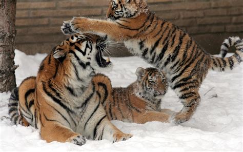 Tigers Cubs Babies Snow Winter Magazine HD desktop wallpaper ...