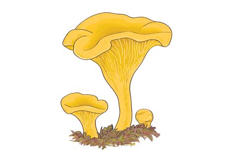 Chanterelle Mushrooms - Download Free Vector Art, Stock Graphics & Images