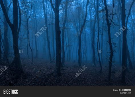 Dark Forest Night Image & Photo (Free Trial) | Bigstock