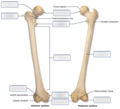 Bone Markings on the Right Femur Diagram | Quizlet