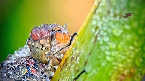 Insects touched by dew drops; Macro Photography by David Chambon, French artist - YouTube