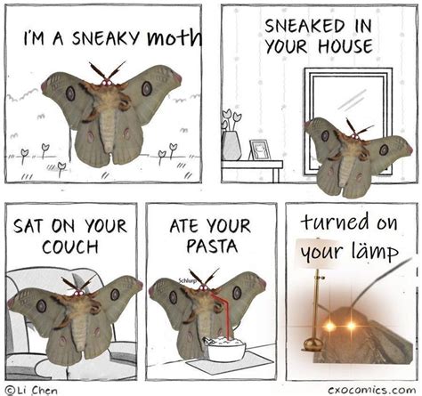 Sneaky Moth | Moth Lamp | Stupid funny memes, Stupid memes, Funny memes