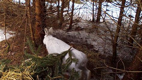 Snowshoe Hare in natural habitat eating spruce needles - YouTube