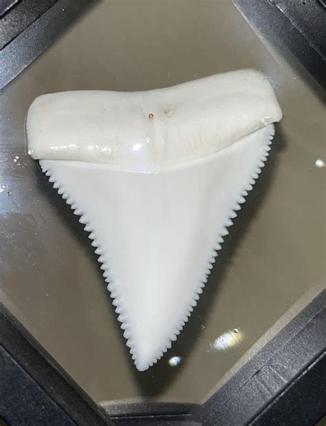 Massive Great White Shark Tooth. : r/sharks