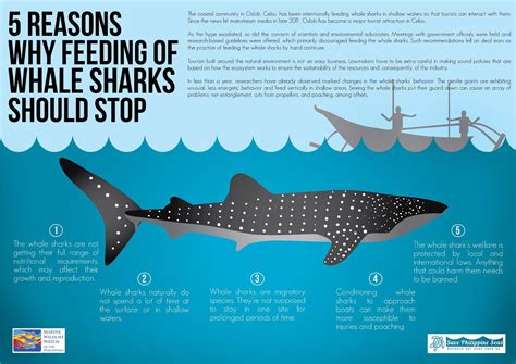 5 reasons why feeding of whale sharks should stop #infographic