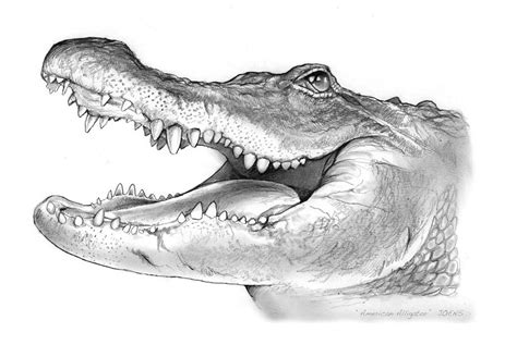 American Alligator Drawing by Greg Joens | Pixels