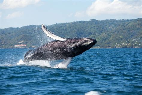 Whale Watching in Samaná Bay – Lets connect World by Travelling