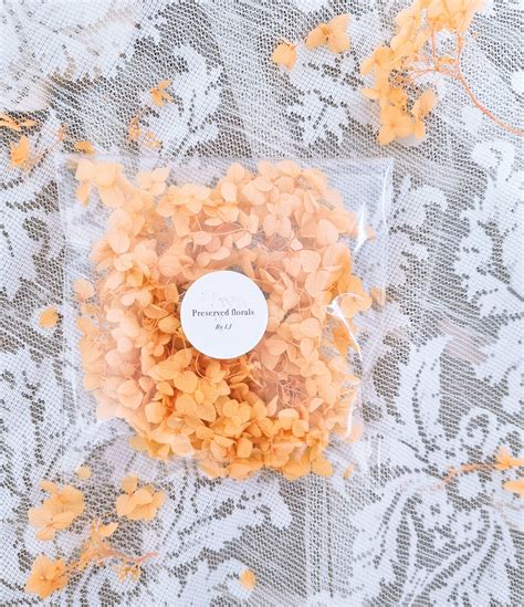 Preserved Orange Hydrangea Flower DIY Pack Dried Arrangement - Etsy