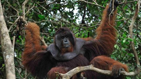 Camp Leakey Tanjung Puting Orangutan Wildlife Jungle tours Kalimantan Borneo guide