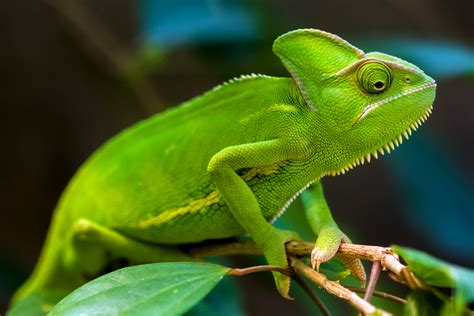 Download Green Lizard Animal Chameleon HD Wallpaper