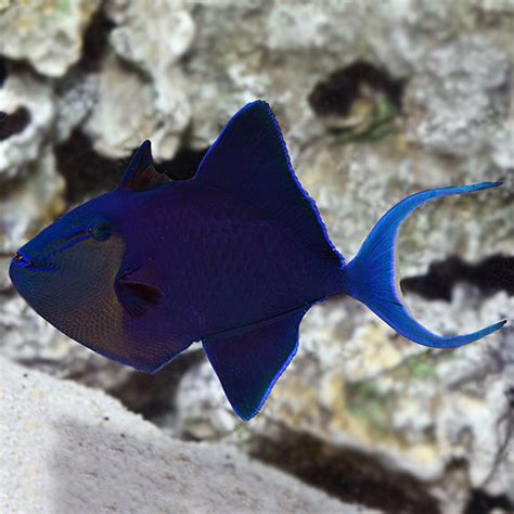 Niger Triggerfish: Saltwater Aquarium Fish for Marine Aquariums