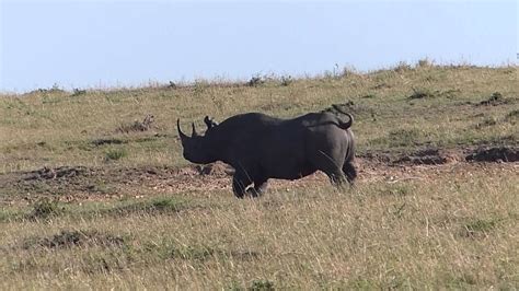 Rhino running - YouTube