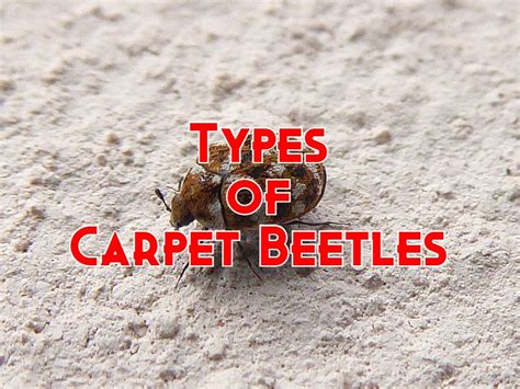 7 Types of Carpet Beetles (Pictures and Identification)