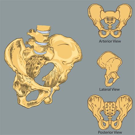 Pelvic girdle anatomy 1132885 Vector Art at Vecteezy