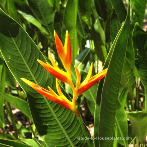 Grow Heliconia Psittacorum Indoors