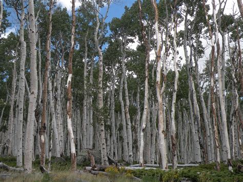 Picture of the Week: Pando, One Of Earth's Largest Living Organisms