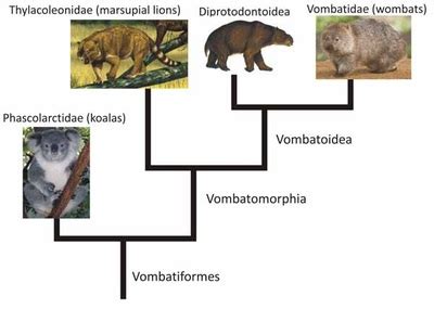 Evolution - Evolution of Koalas