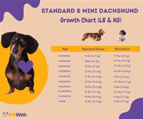 Dachshund Growth and Weight Chart (Standard & Mini) – The Complete Guide - K9 Web