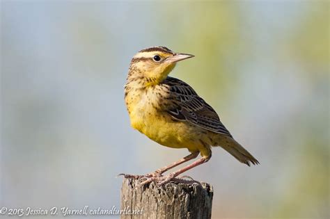 Central Florida Backyard Bird Identification