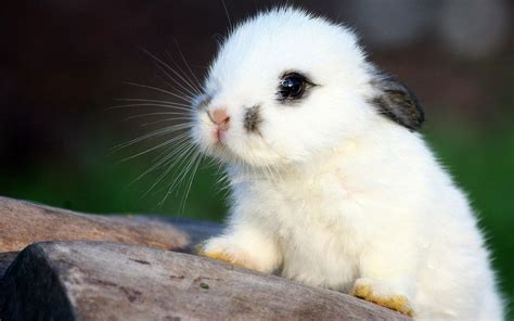 Fluffy White Bunny wallpaper | 2560x1600 | #13003