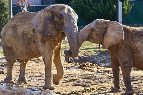 African Savanna Elephant | The Maryland Zoo