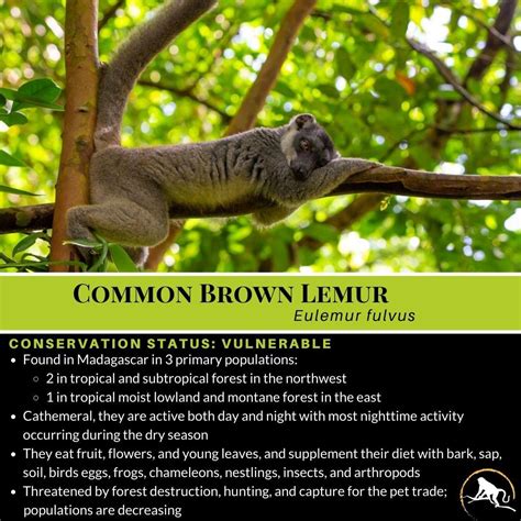 Common Brown Lemur, Eulemur fulvus | New England Primate Conservancy