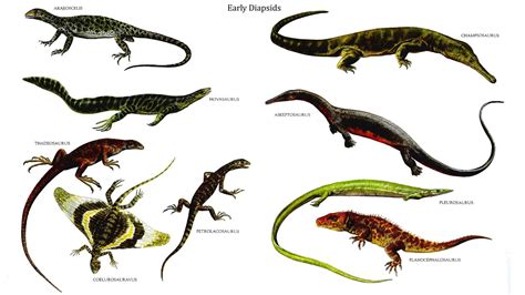 早期皮肤 Reptiles, Lizards, Prehistoric Animals, Animal Posters, Fossil, Early, Extinct, Dinosaurs ...