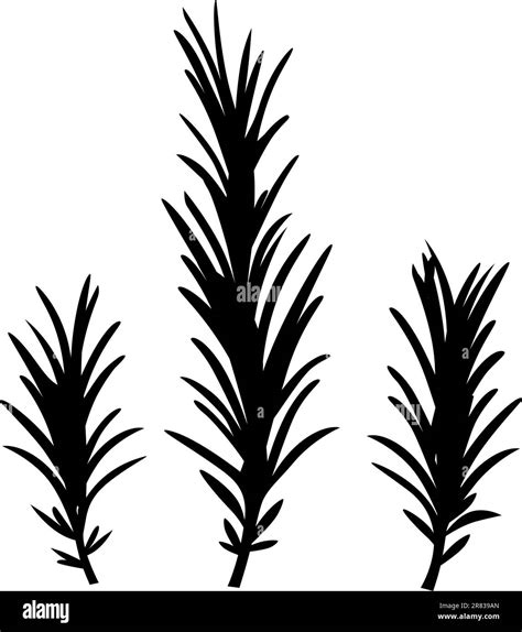 Rosemary Black and White Stock Photos & Images - Alamy
