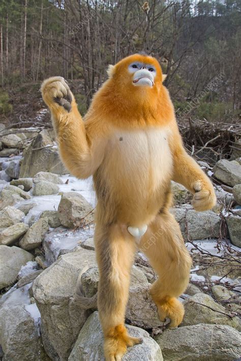 Golden snub-nosed monkey - Stock Image - C052/1504 - Science Photo Library