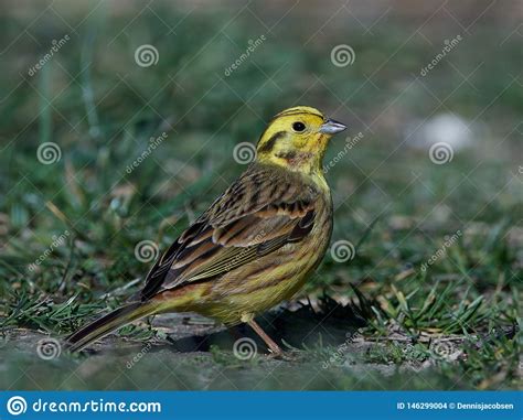 Yellowhammer Emberiza Citrinella Stock Photo - Image of fauna, habitat ...