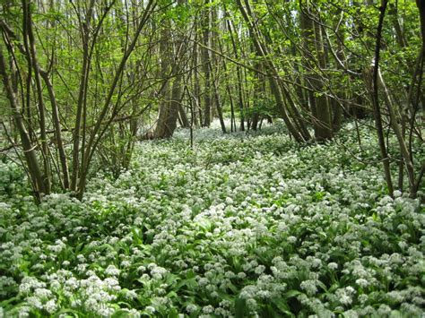 Broadleaved coppice | Crops for Energy