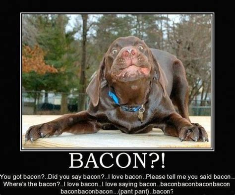 You Got Bacon?! | Funlexia - Funny Pictures