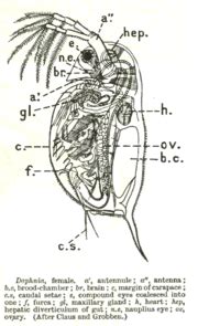 Daphnia - New World Encyclopedia