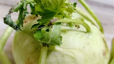 Kohlrabi/Knol-Knol-Benefits And Nutritional Facts – NutritionFact.in