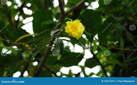 Yellow Allamanda Cathartica Stansill S Double Stock Image - Image of tree, floral: 232213511