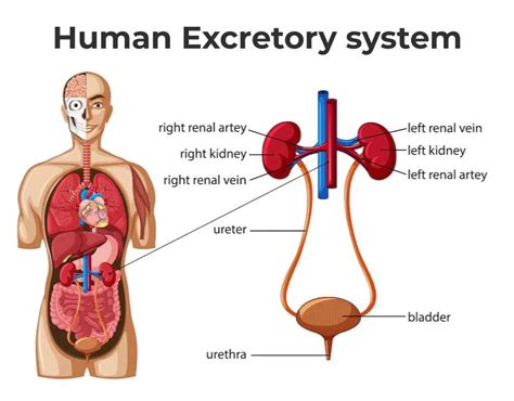 Human Excretory System Parts and Functions with Diagrams