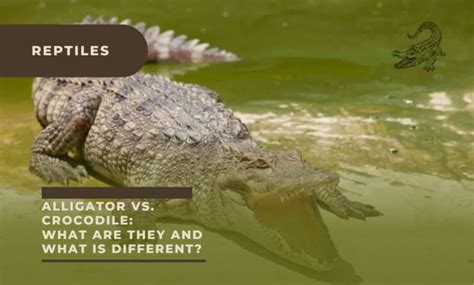 Alligator vs. Crocodile: What are They and What is Different?