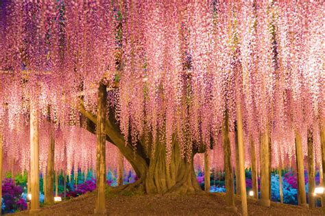 This 144-Year-Old Wisteria Tree In Japan Looks Like A Pink And Purple ...