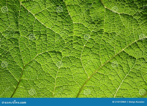 Macro of green leaf stock photo. Image of flora, development - 21015984