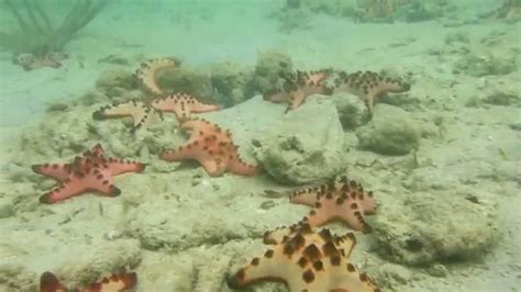 Starfish Island - Palawan - YouTube