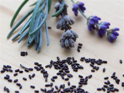 How to Grow Lavender from Seed – Black Gold