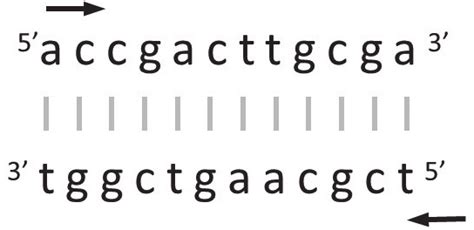 An example of the reverse and complementary sequence. A DNA sequence is... | Download Scientific ...