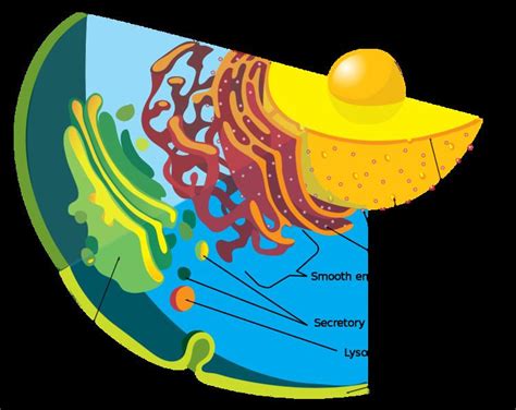 Endomembrane system - Alchetron, The Free Social Encyclopedia